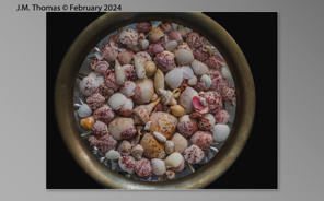 Macro Shells Feb 2024-03.jpg